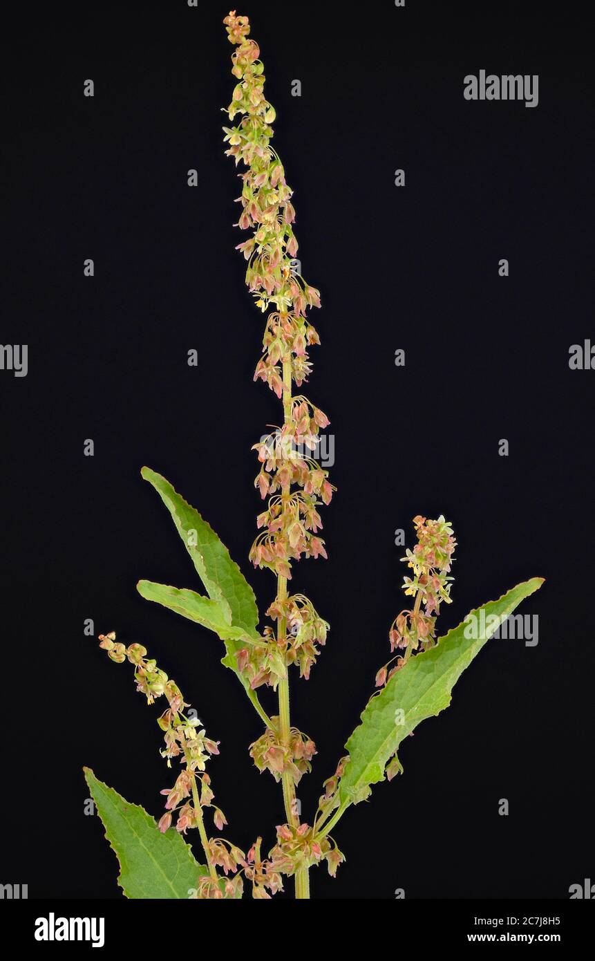 Banchina arricciata, banchina riccia, banchina gialla (Rumex crrispus), fiorente su sfondo nero, Germania, Baviera Foto Stock