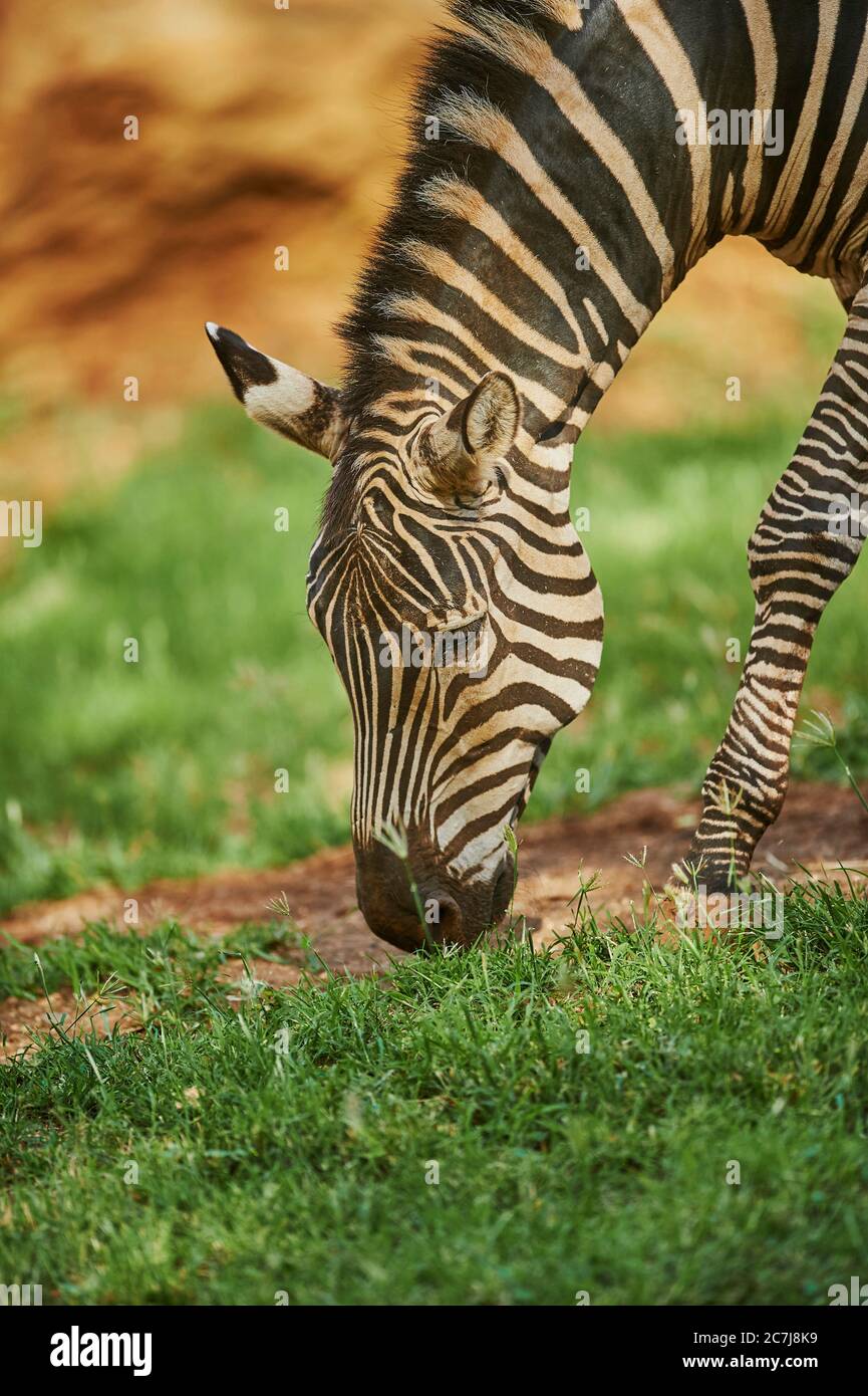 Zebra di Chapman (Equus quagga chapmani), pascolo, ritratto, Africa Foto Stock