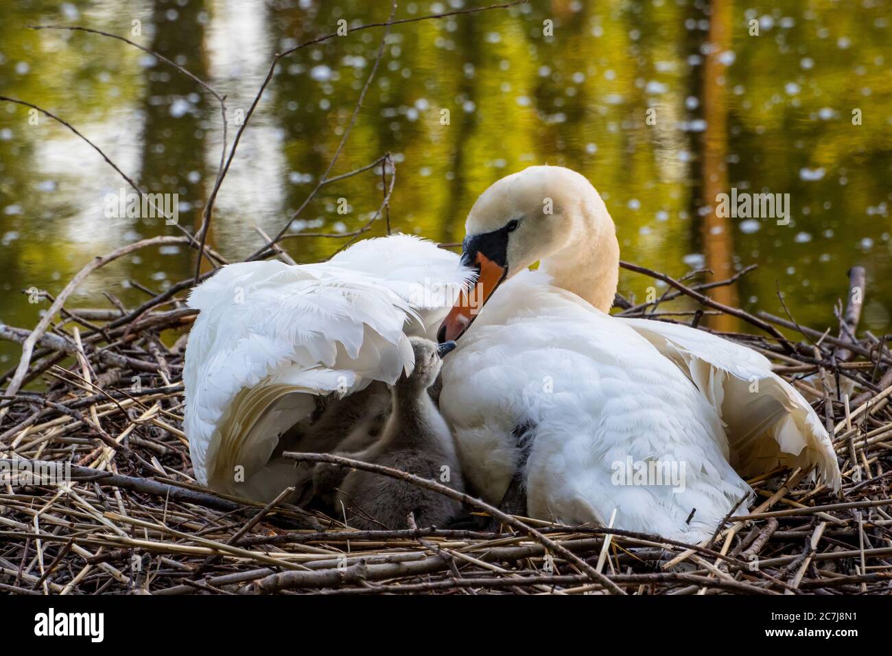 Cigno muto (Cignus olor), allevamento nel nido un cazzo che pilla tra le ali, Svizzera, Lago di Costanza Foto Stock