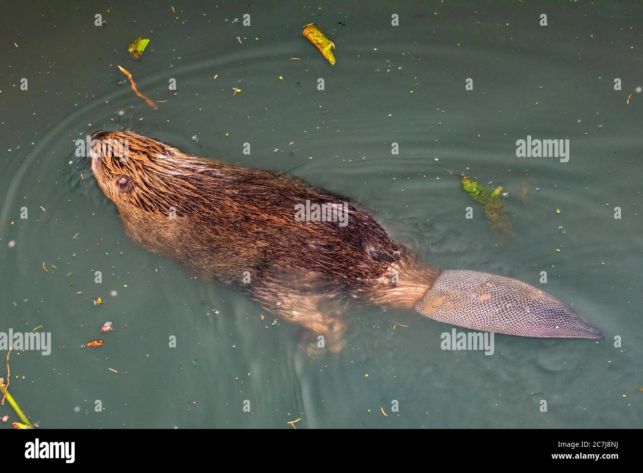 Castoro eurasiatico, castoro europeo (fibra di Castor), nuoto giovanile, Germania, Baviera Foto Stock