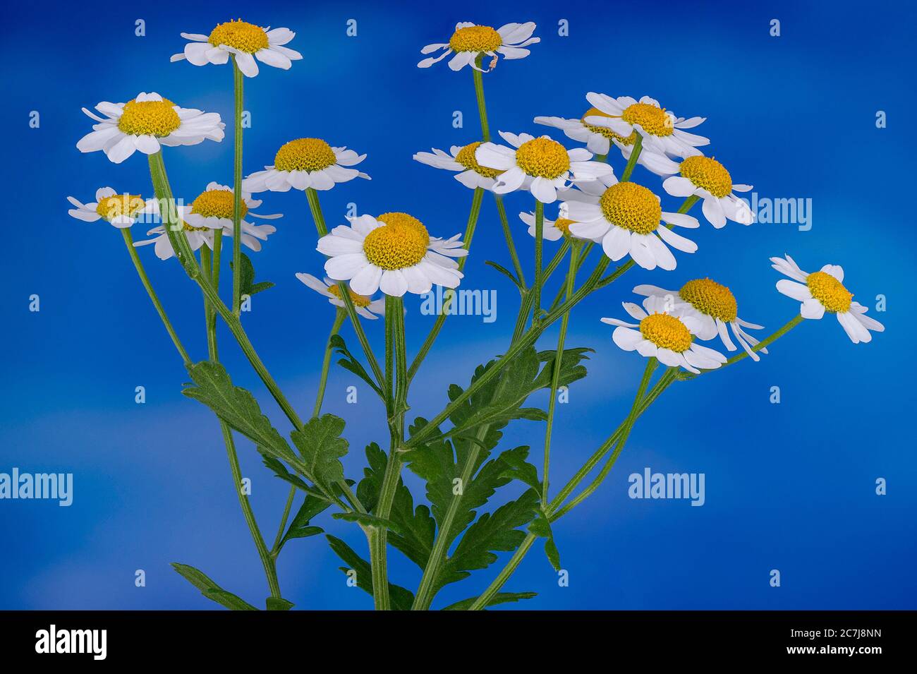 Featherfew, feverfew, tansy di foglia di piuma (Tanacetum parthenium, Chrysanthemum parthenium), fiorente su sfondo blu, Germania Foto Stock