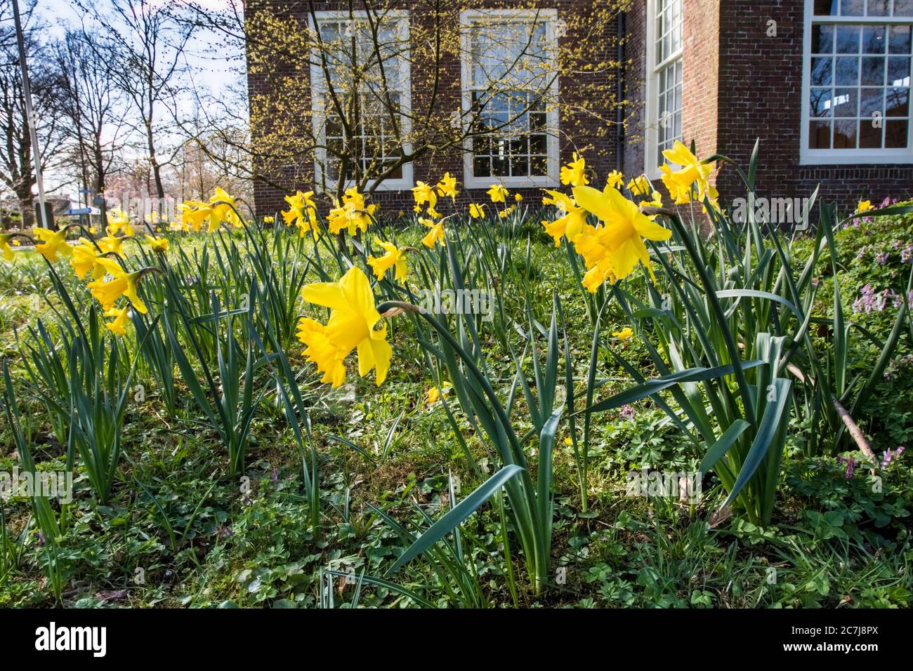 Spanisch daffodil (Narcissus pseudonarcissus subsp. Major), fiorente in un giardino, Paesi Bassi, Frisia Foto Stock