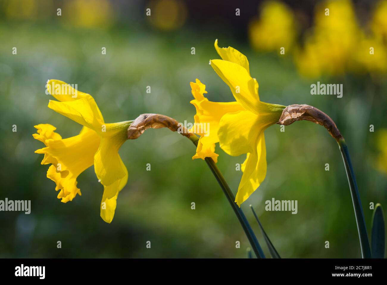 Spanisch daffodil (Narcissus pseudonarcissus subsp. Major), fiori, Paesi Bassi, Frisia Foto Stock