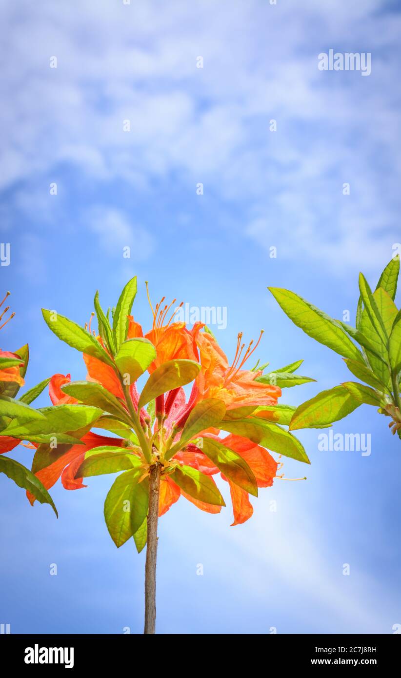 Inflorescenze di azalea arancione su uno sfondo di cielo blu Foto Stock