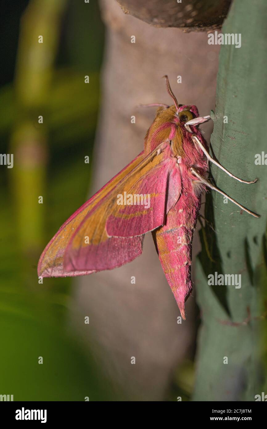 l'elefante falkmoth (Deilephila elpenor), siede su un tronco di albero, Germania, Baviera Foto Stock