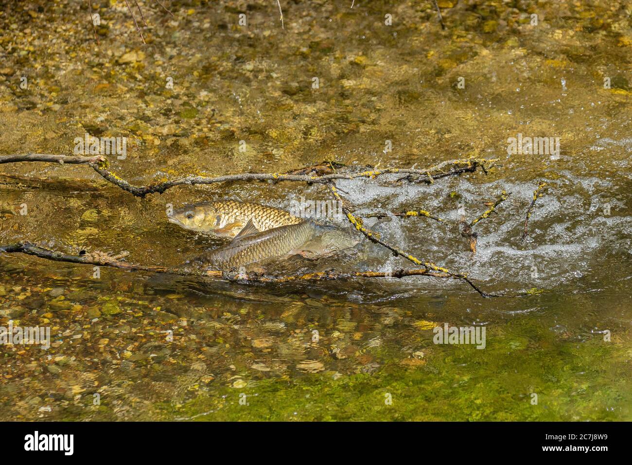 Chub (Leuciscus cefalus), che si forma in acque poco profonde, Germania, Baviera Foto Stock