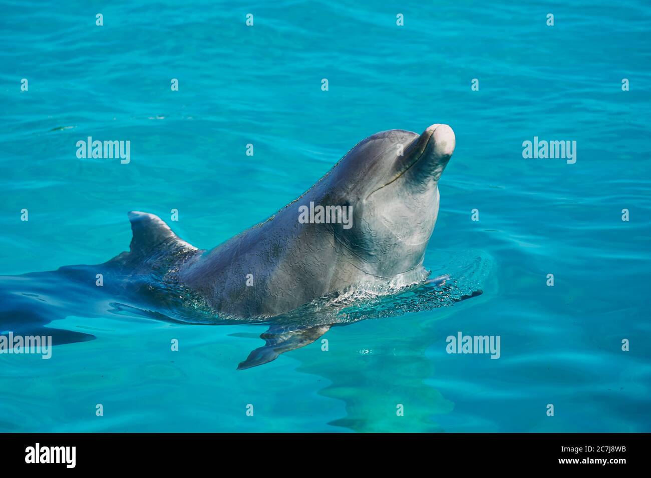 Delfino imbottito, delfino comune a naso a bottiglia (Tursiops truncatus), nuoto in un delfinario, vista laterale Foto Stock