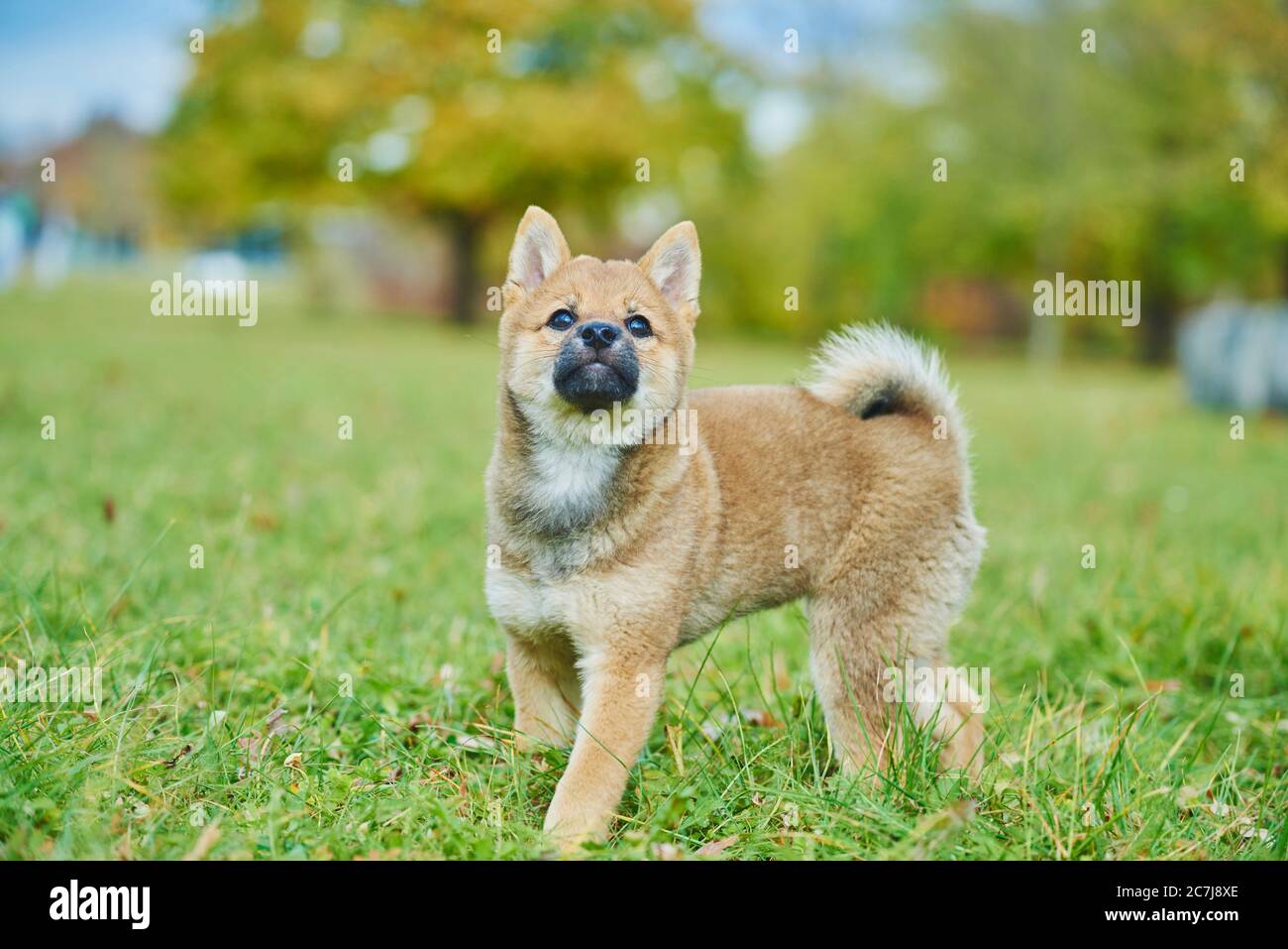 Shiba Inu (Canis lupus F. familiaris), cucciolo si trova in un prato e si alza verso l'alto, Germania, Baviera Foto Stock