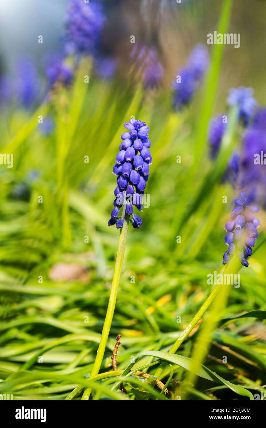 Iacinto armeno (Muscari armeniacum), fioritura, Paesi Bassi Foto Stock