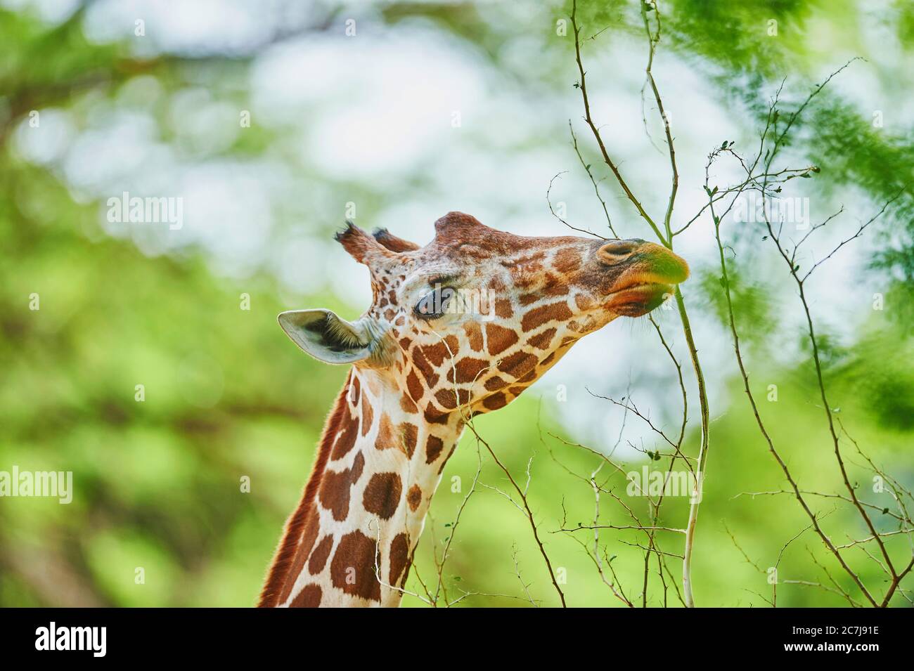 Giraffa reticulata (Giraffa camelopardalis reticulata), ritratto, Africa Foto Stock
