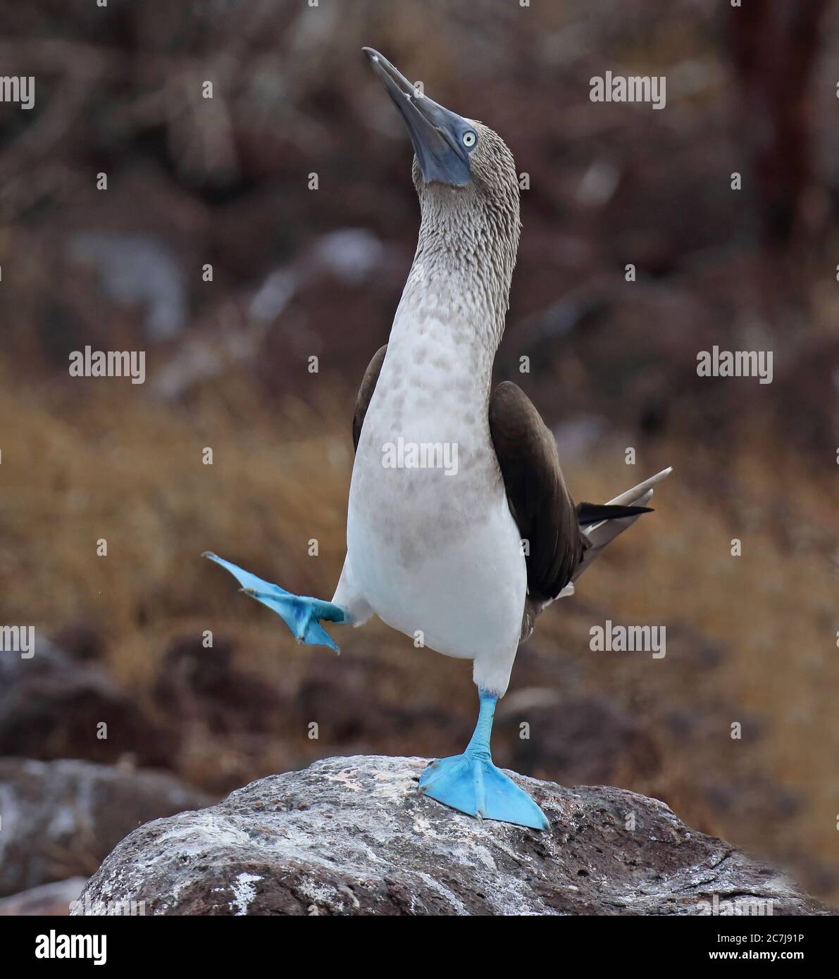 Booby a piedi blu (Sula nebouxii), visualizzati maschi, Ecuador, Isole Galapagos Foto Stock