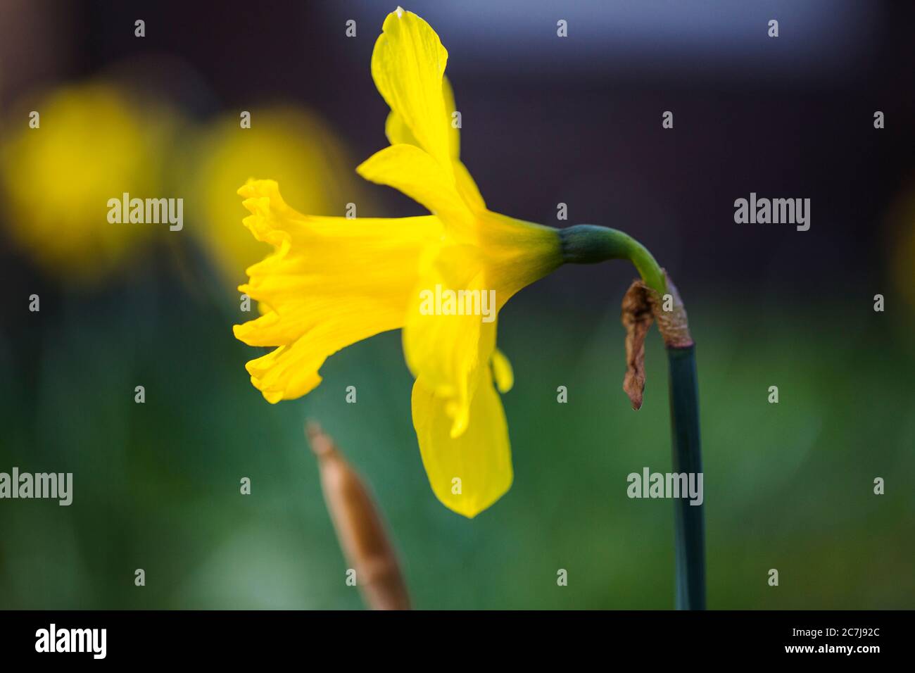 Spanisch daffodil (Narcissus pseudonarcissus subsp. Major), fiore, Olanda, Frisia Foto Stock