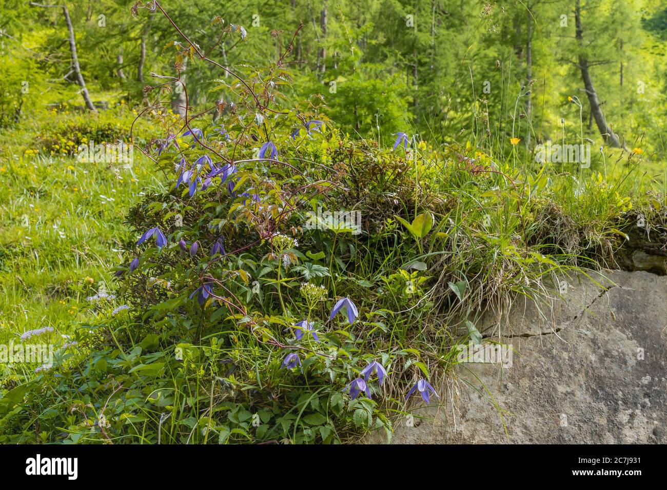 Clematis alpino (Clematis alpina), fioritura, Austria, Carinzia, Parco Nazionale degli alti Tauri Foto Stock