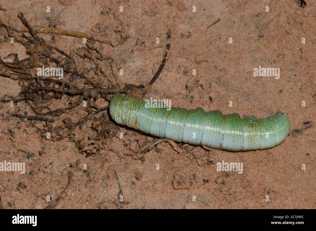 Prominente Moth, Famiglia Notodontidae, caterpillar paralizzato da Wasp con cintura di filo, Ammophila sp. Foto Stock