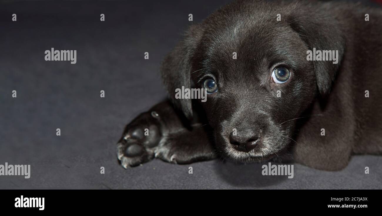 Cucciolo bello e dolce riposante con un aspetto tenero e occhi chiari Foto Stock