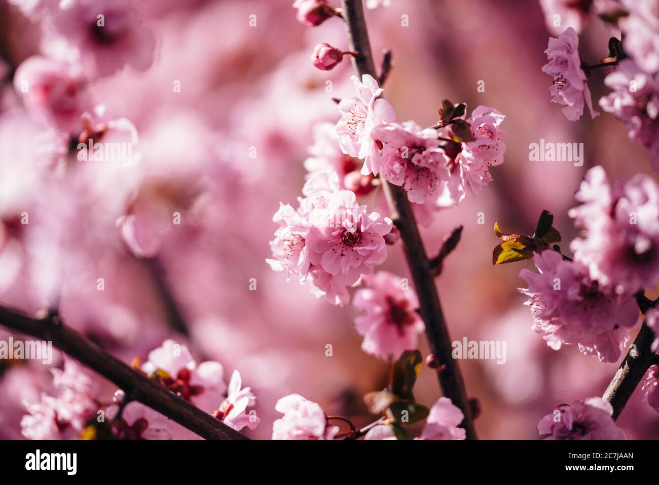 Arbusto ornamentale, fioritura dei ciliegi Foto Stock