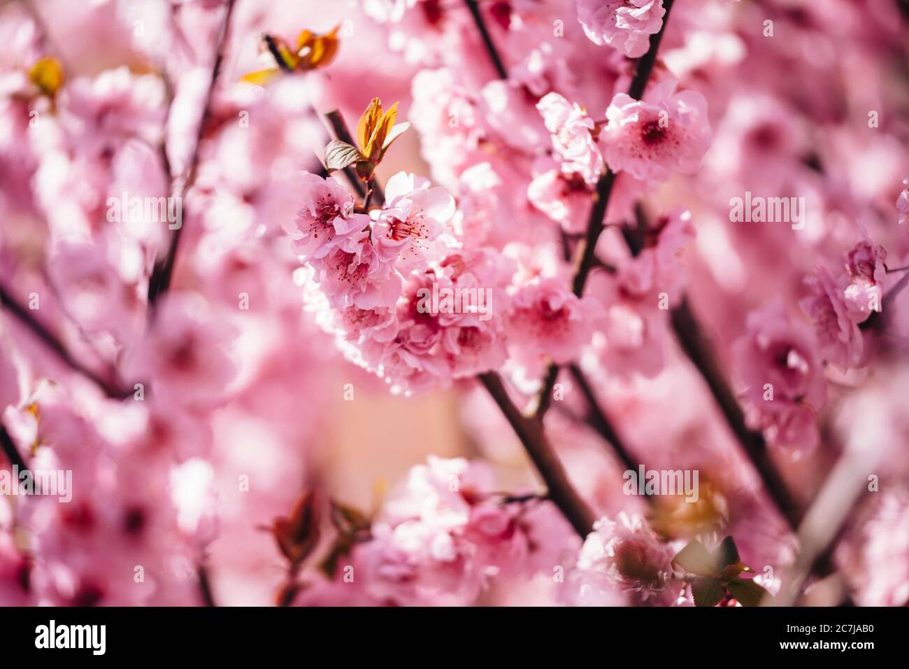 Arbusto ornamentale, fioritura dei ciliegi Foto Stock