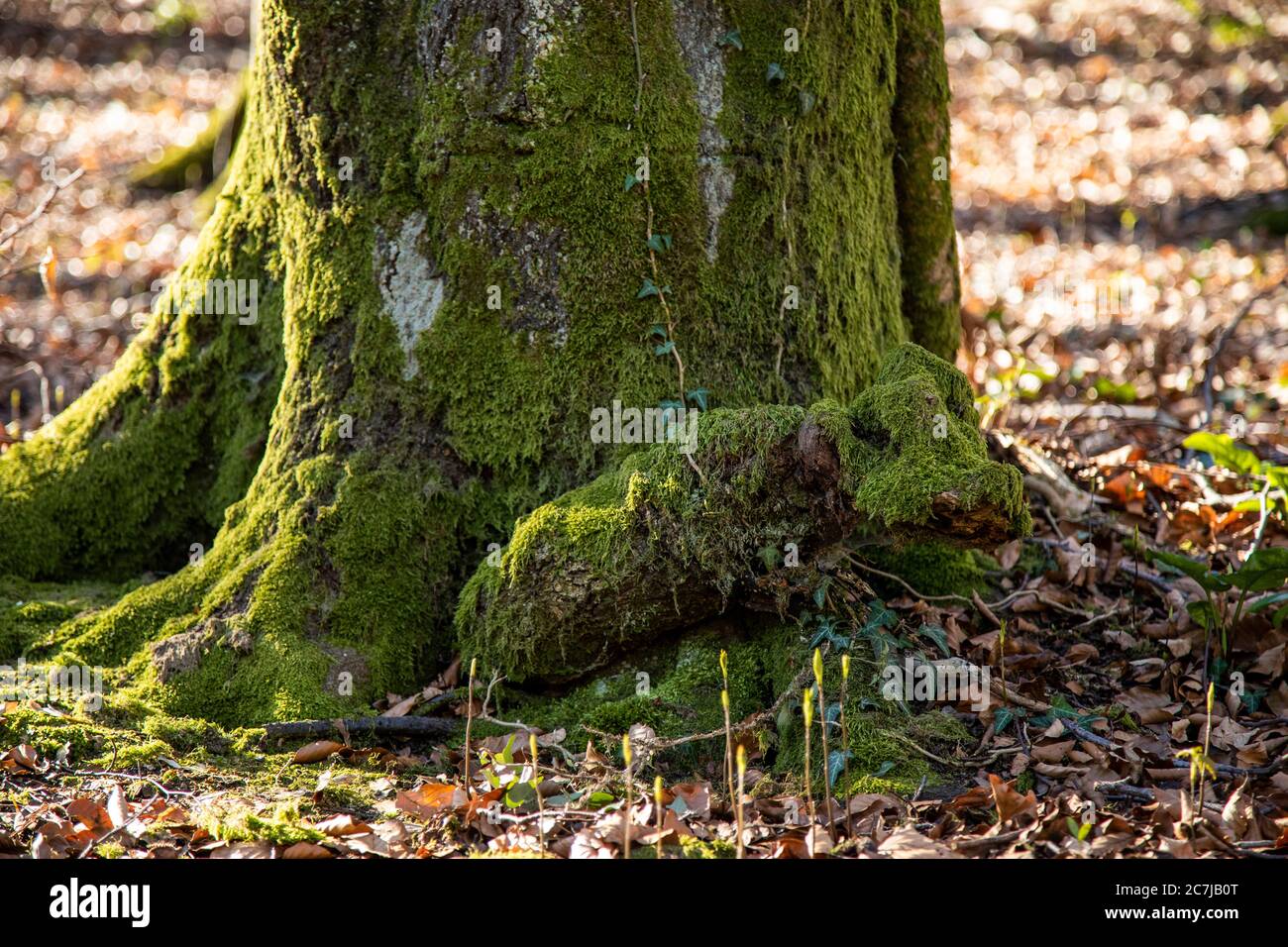 Albero, dettaglio, tronco, muschio Foto Stock