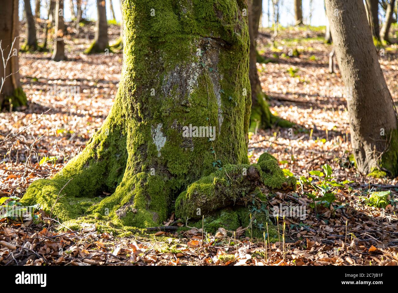 Albero, dettaglio, tronco, muschio Foto Stock