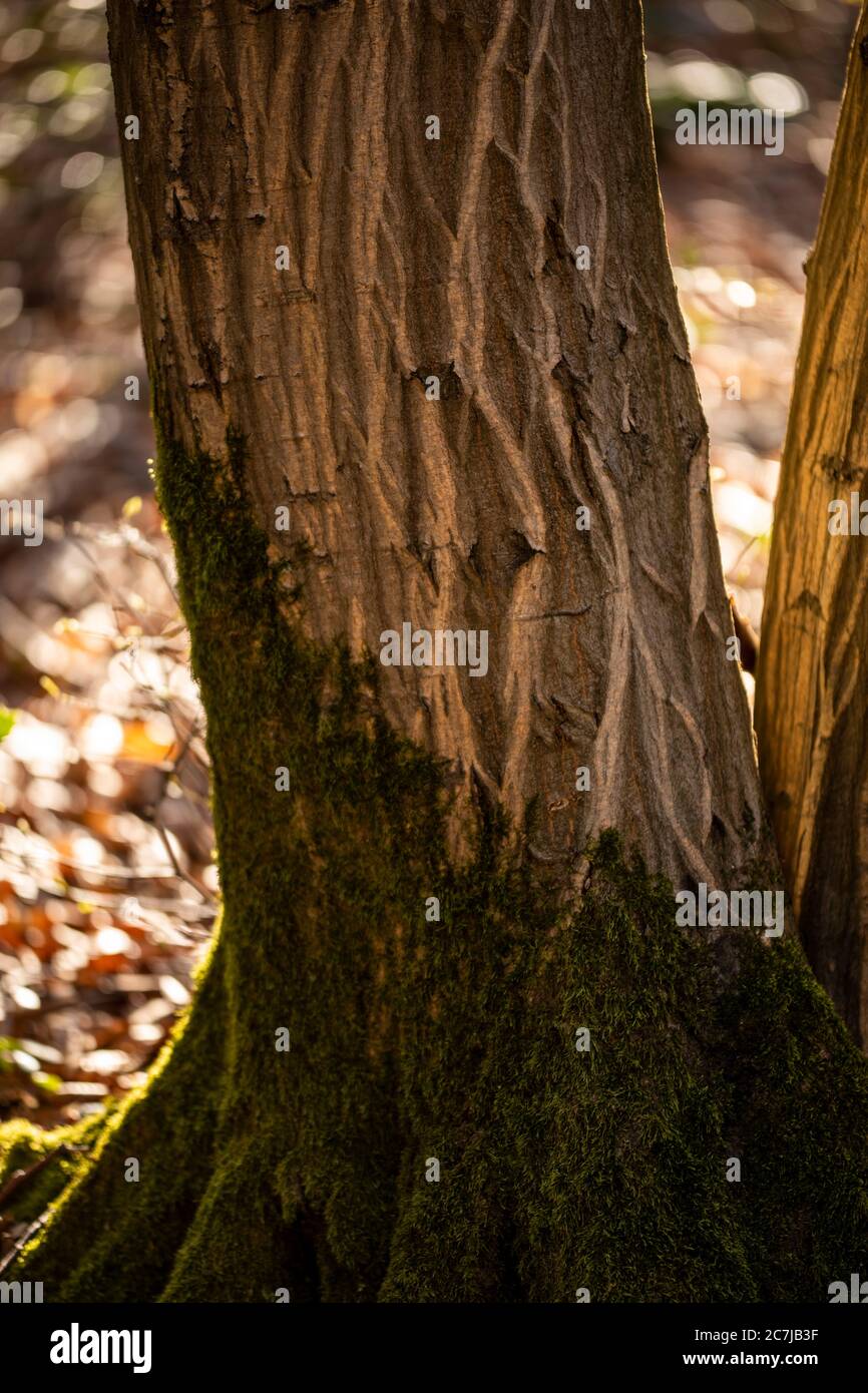Tronco albero, dettaglio Foto Stock