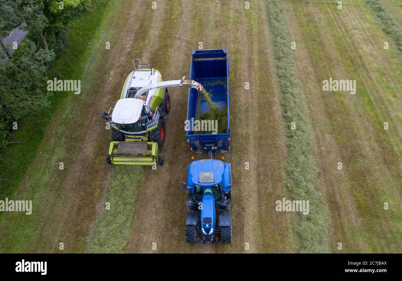 Drone aereo fotografia di raccolta di insilato con la mietitrebbiatrice semovente Classe Jaguar 970 nella contea rurale di Kildare, Irlanda Foto Stock