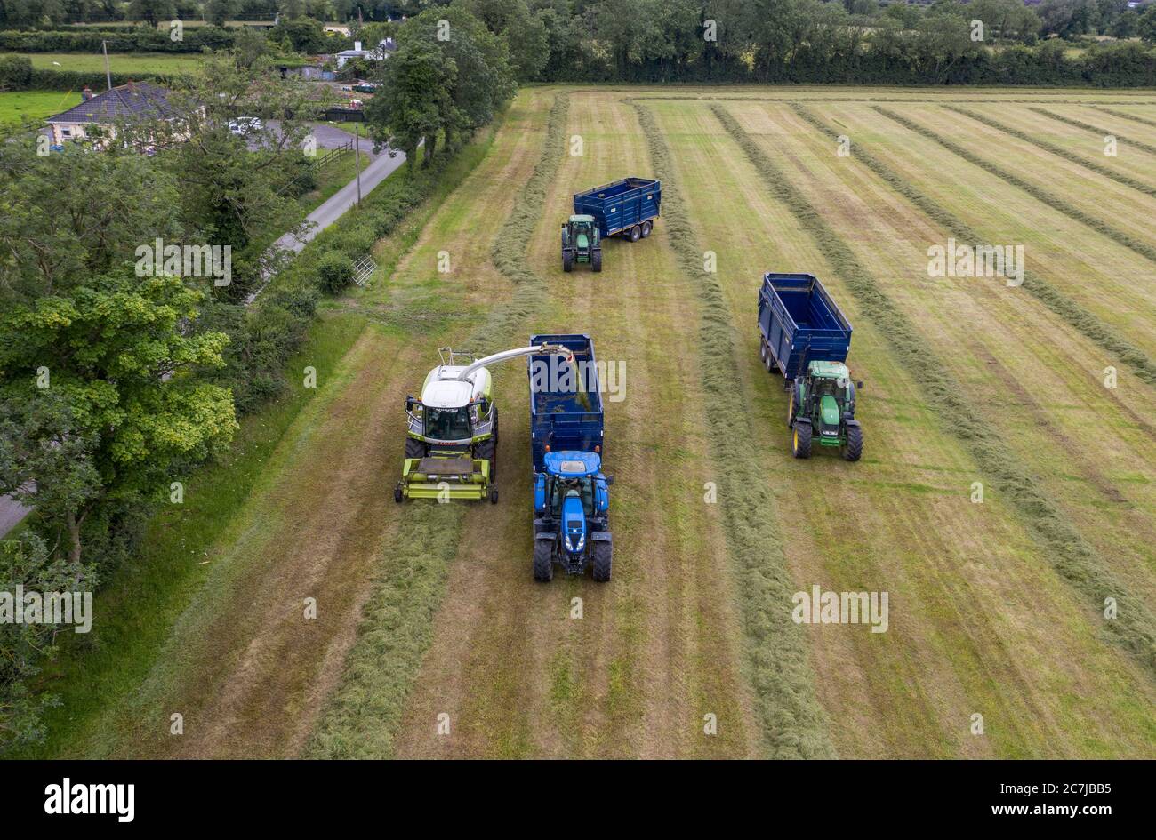 Drone aereo fotografia di raccolta di insilato con la mietitrebbiatrice semovente Classe Jaguar 970 nella contea rurale di Kildare, Irlanda Foto Stock