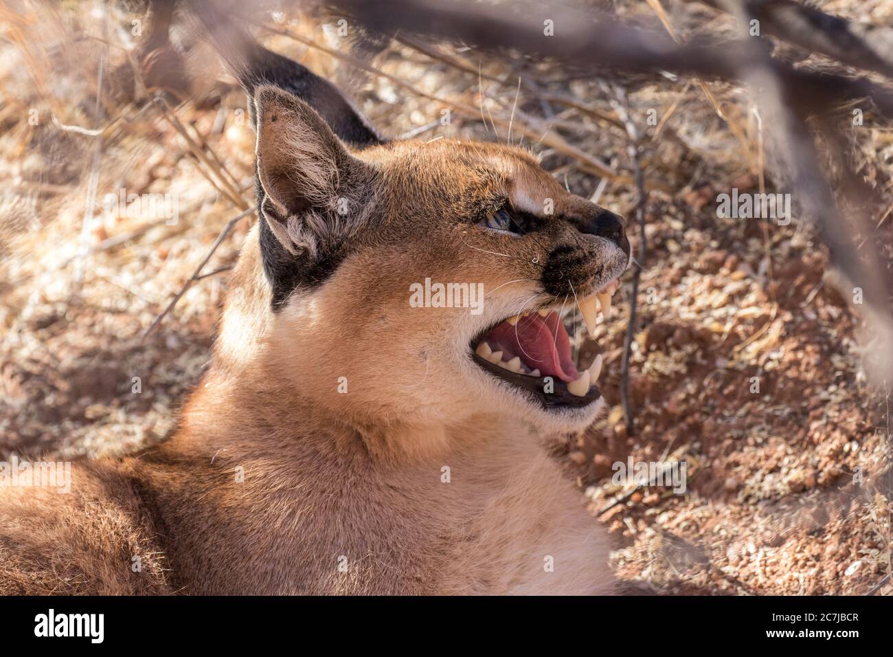 Lynx caracale o desertica che mostra aggressione Foto Stock