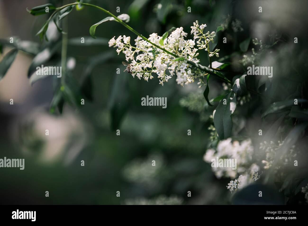 Ciliegio alloro fiore Foto Stock