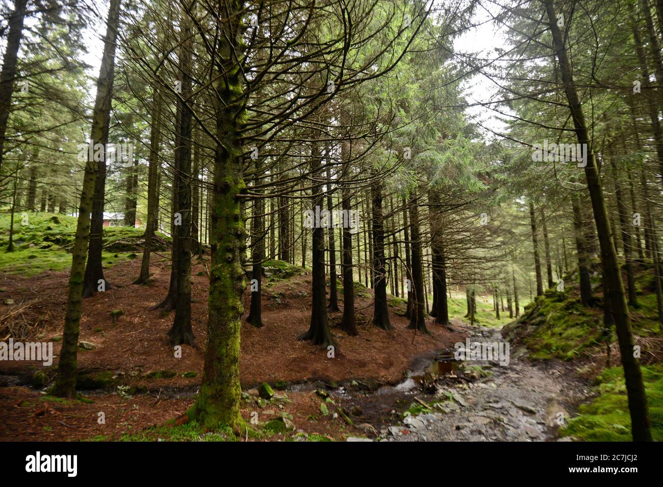 Floyen Mountain Woods, Bergen Foto Stock