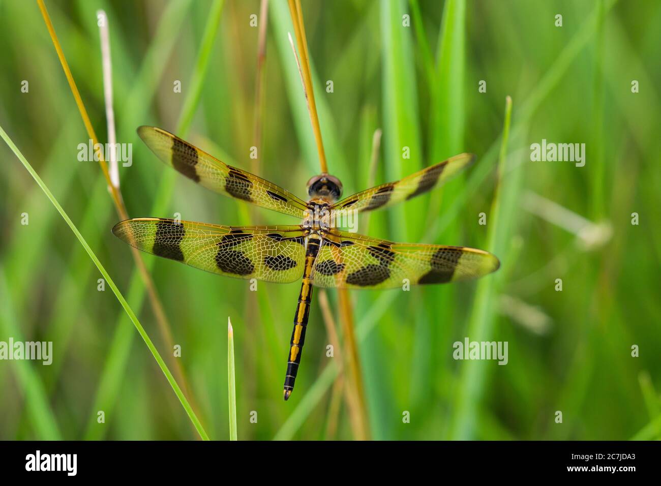 Halloween Pennant Dragonfly in estate Foto Stock