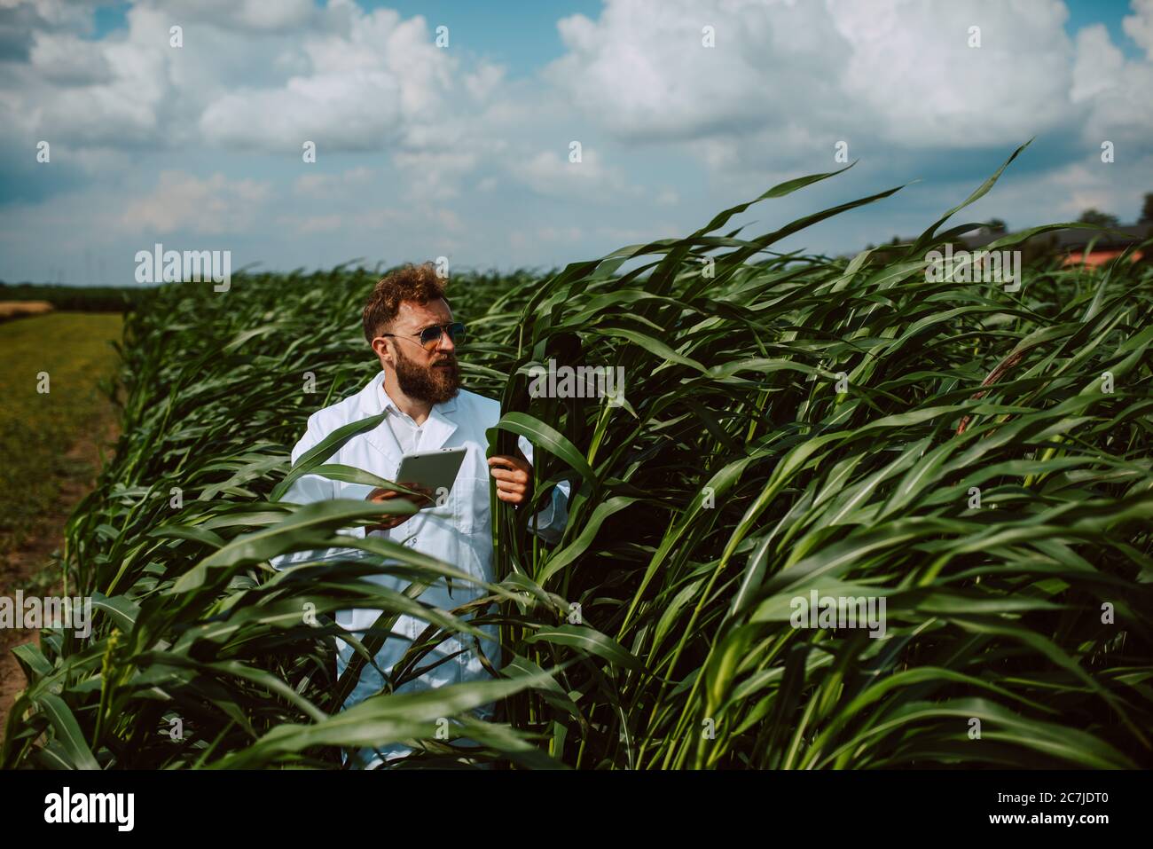 Agronomo tecnico caucasico maschile con computer tablet nel campo del mais controllo della qualità e la crescita delle colture per l'agricoltura. Comando campo mais Foto Stock