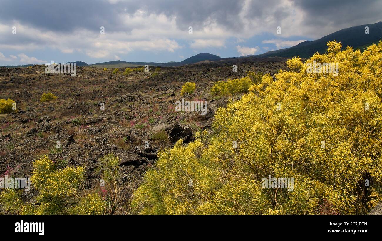 Etna, Parco Nazionale dell'Etna, Parco dell'Etna –´Etna, arbusto giallo in primo piano, terreno lavico al centro, cima dell'Etna sullo sfondo, cielo nuvoloso, nuvole grigio-bianche Foto Stock