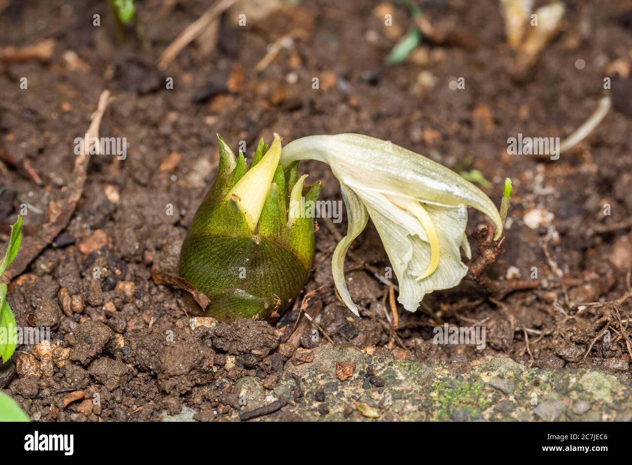 Fiore di Myoga (Zingiber mioga), Isehara City, Prefettura di Kanagawa, Giappone Foto Stock