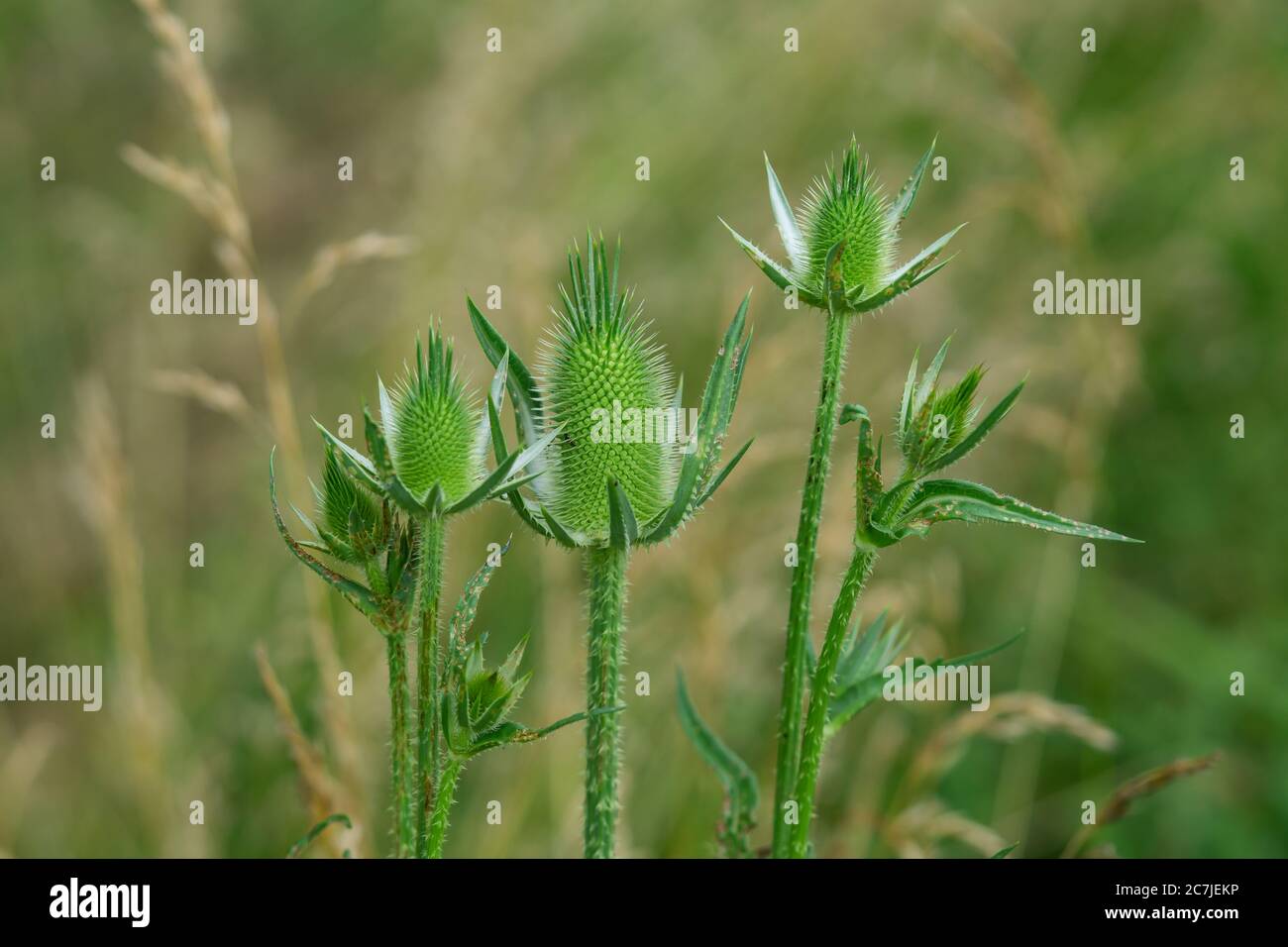 Infiorescenza del Teasel selvaggio in estate Foto Stock