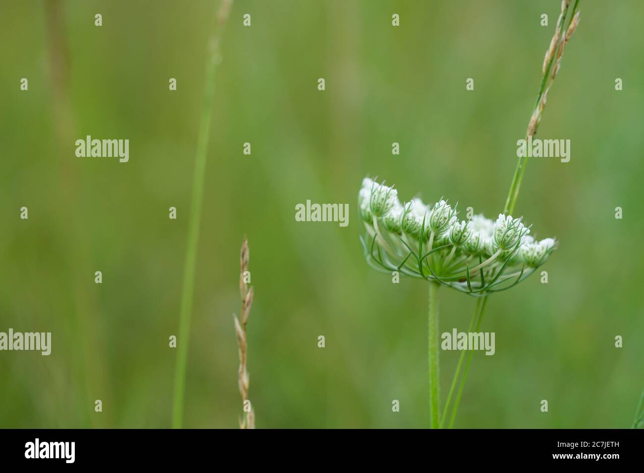 Fiori di carota selvaggi in estate Foto Stock