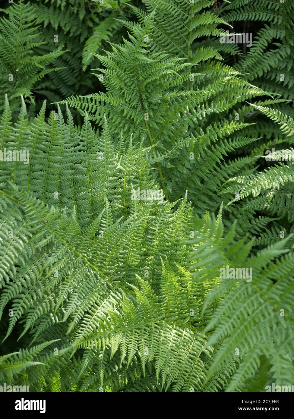 Fern, Lusen, Parco Nazionale, Foresta Bavarese, Baviera, Germania Foto Stock