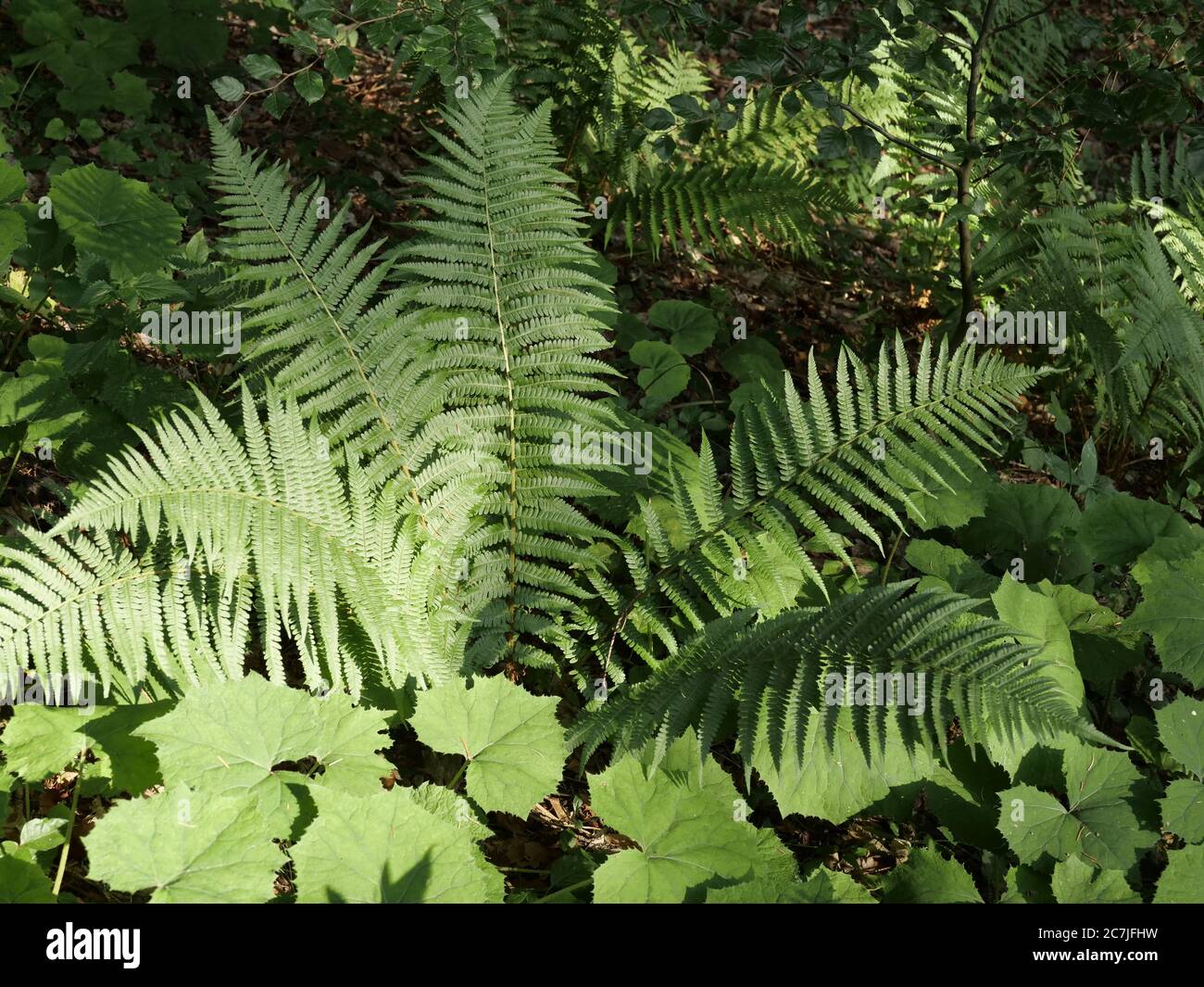 Fern, Parco Nazionale, Foresta Bavarese, Baviera, Germania Foto Stock