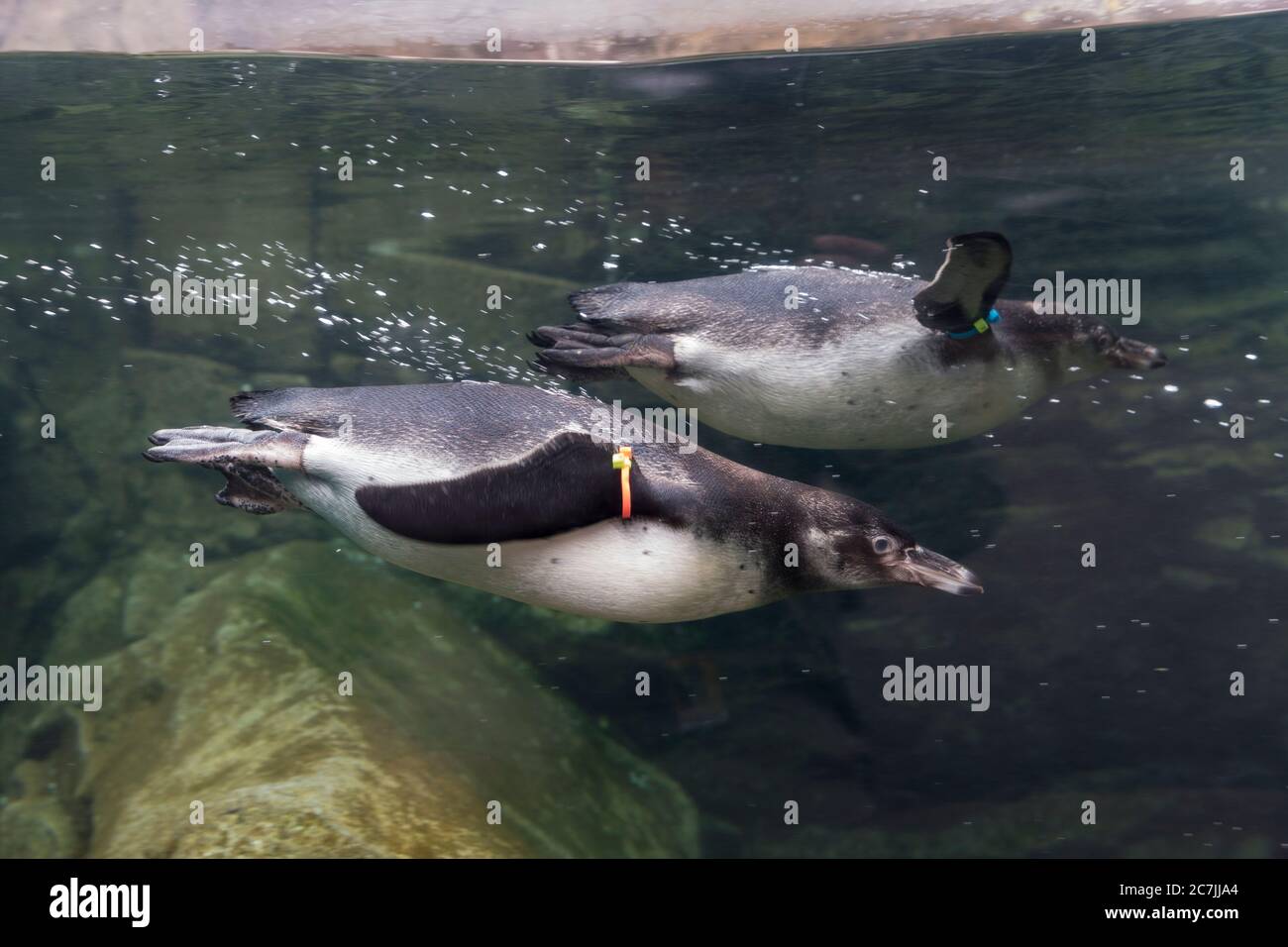 Un paio di pinguini Humbolt nuotano presso lo zoo Woodland Park di Seattle il 17 luglio 2020. Lo zoo si riaprì dopo che King County passò alla fase 2 della gova Foto Stock