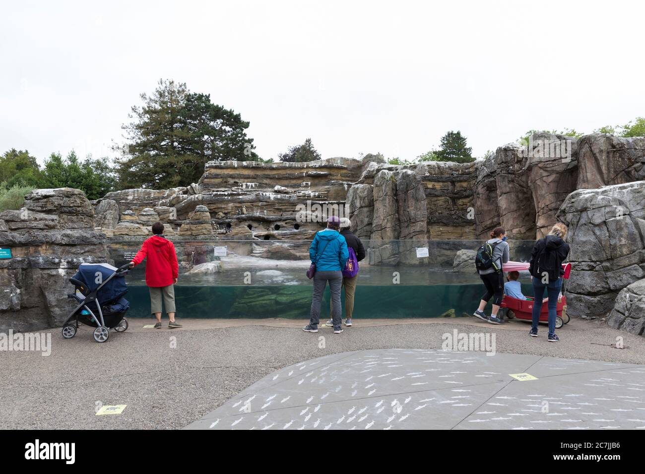 I visitatori del recinto dei pinguini sono attenti a praticare la distanza fisica presso il Woodland Park Zoo di Seattle il 17 luglio 2020. Il reopene zoo Foto Stock