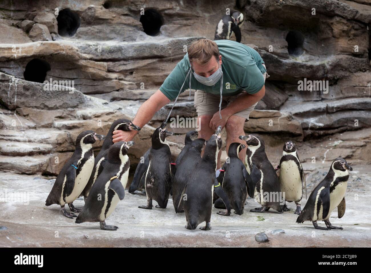 I pinguini si impersona alla maschera di un custode durante un esame al Woodland Park Zoo di Seattle il 17 luglio 2020. Lo zoo riaprì dopo King Foto Stock