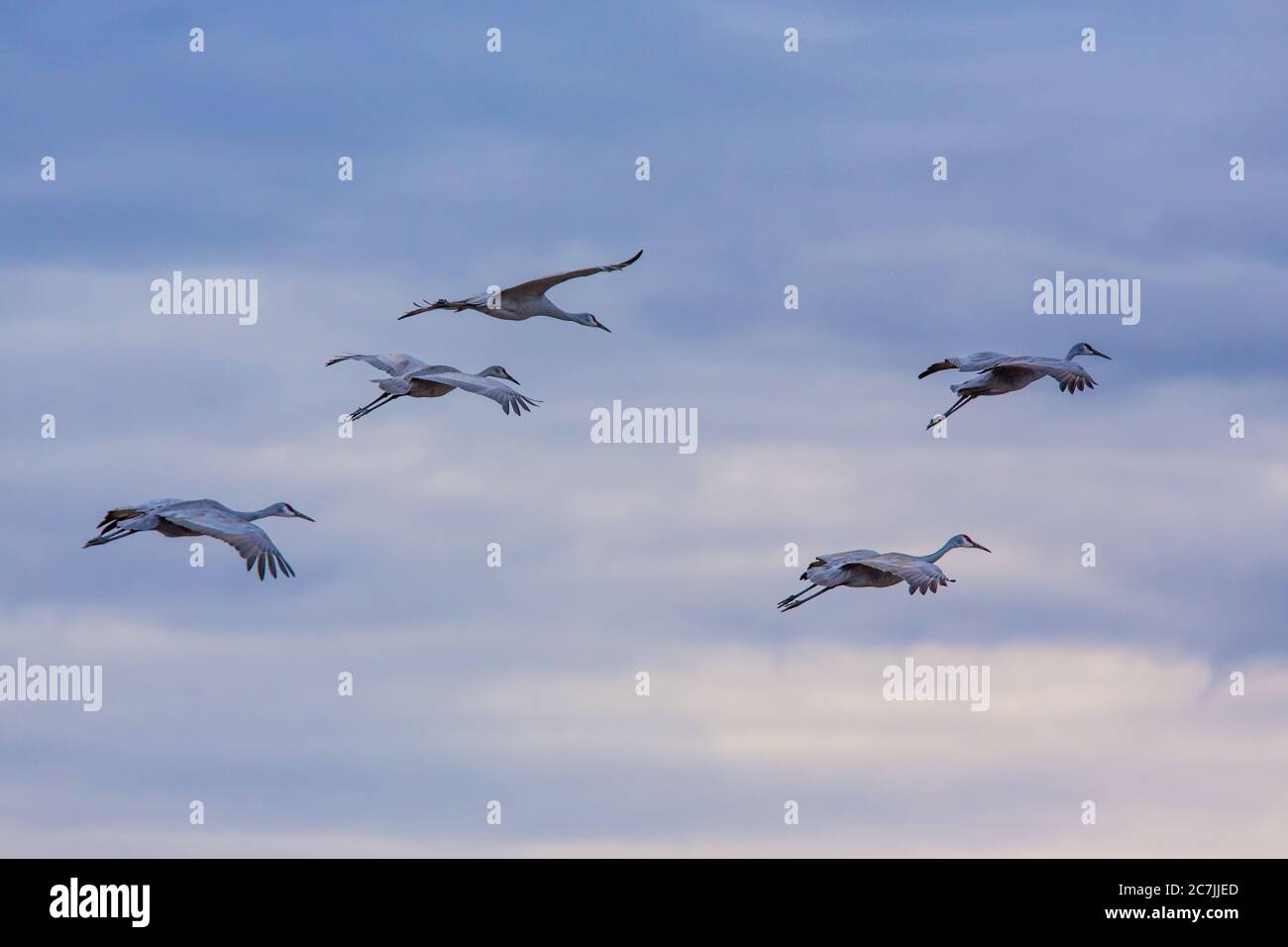 Cinque gru di Sandhill, Antigone canadensis, si atterrano nel Bosque del Apache National Wildlife Refuge nel New Mexico, USA. Foto Stock