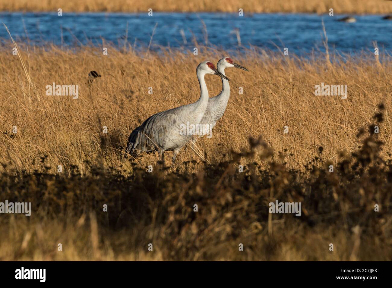 Un accoppiamento di gru di Sandhill, Antigone canadensis, cammina lungo la palude nel Bosque del Apache National Wildlife Refuge nel New Mexico, Stati Uniti. Foto Stock