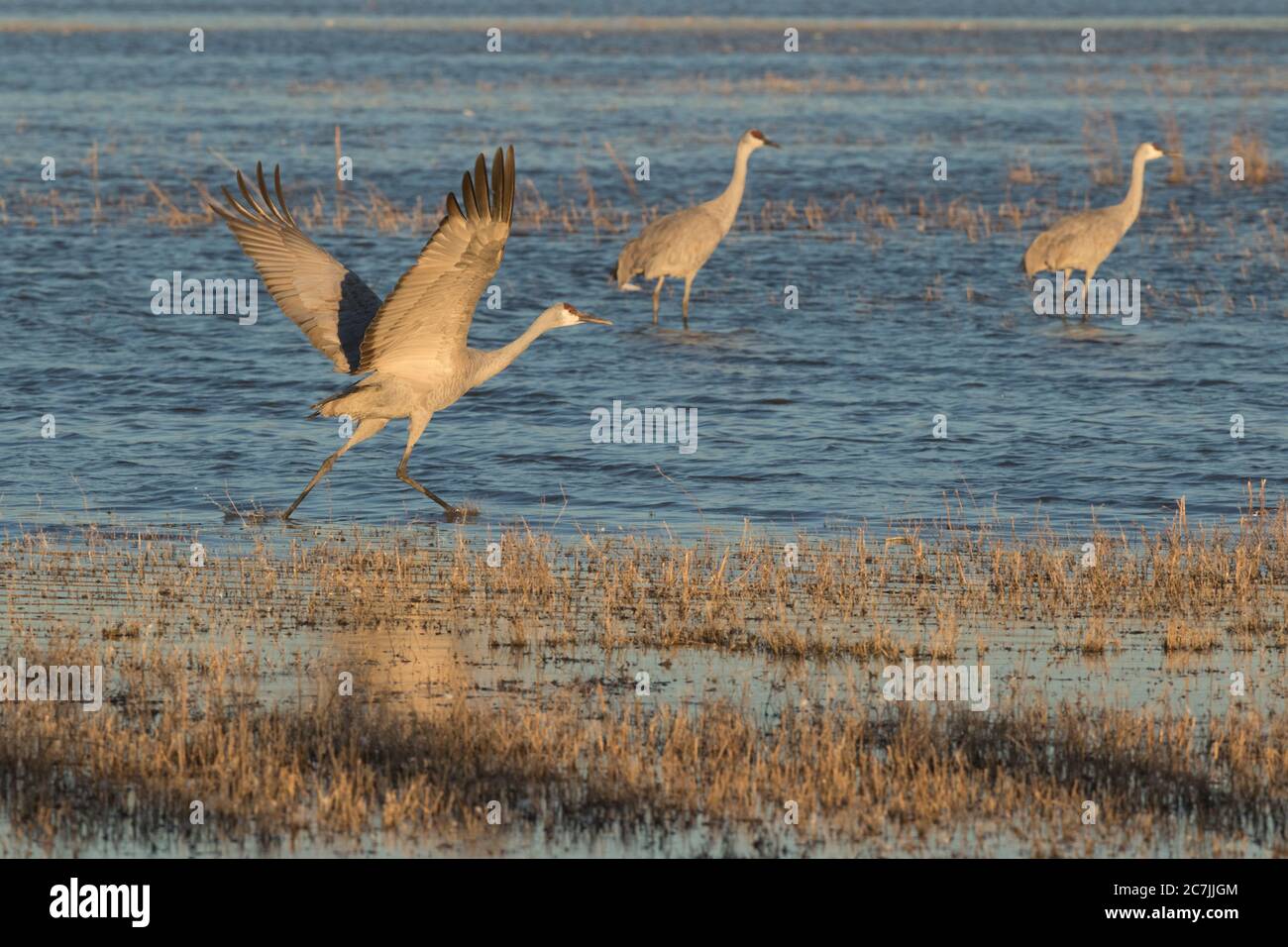 Una gru di Sandhill, Antigone canadensis, prende il volo nel Bosque del Apache National Wildlife Refuge, New Mexico, USA. Foto Stock