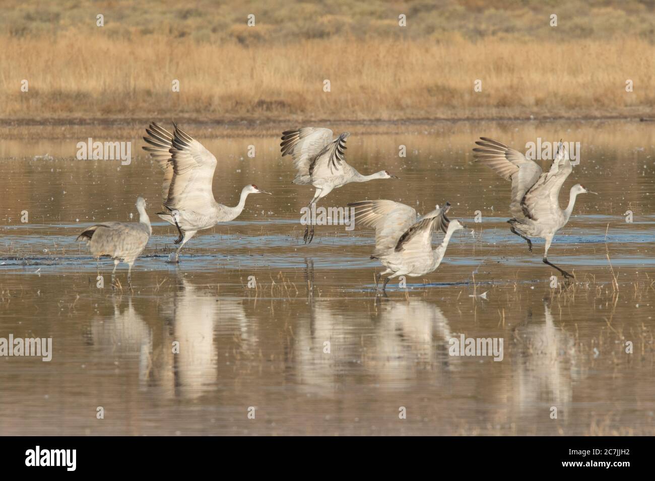 Sandhill Cranes, Antigone canadensis, prendere il volo nel Bosque del Apache National Wildlife Refuge, New Mexico, Stati Uniti. Foto Stock