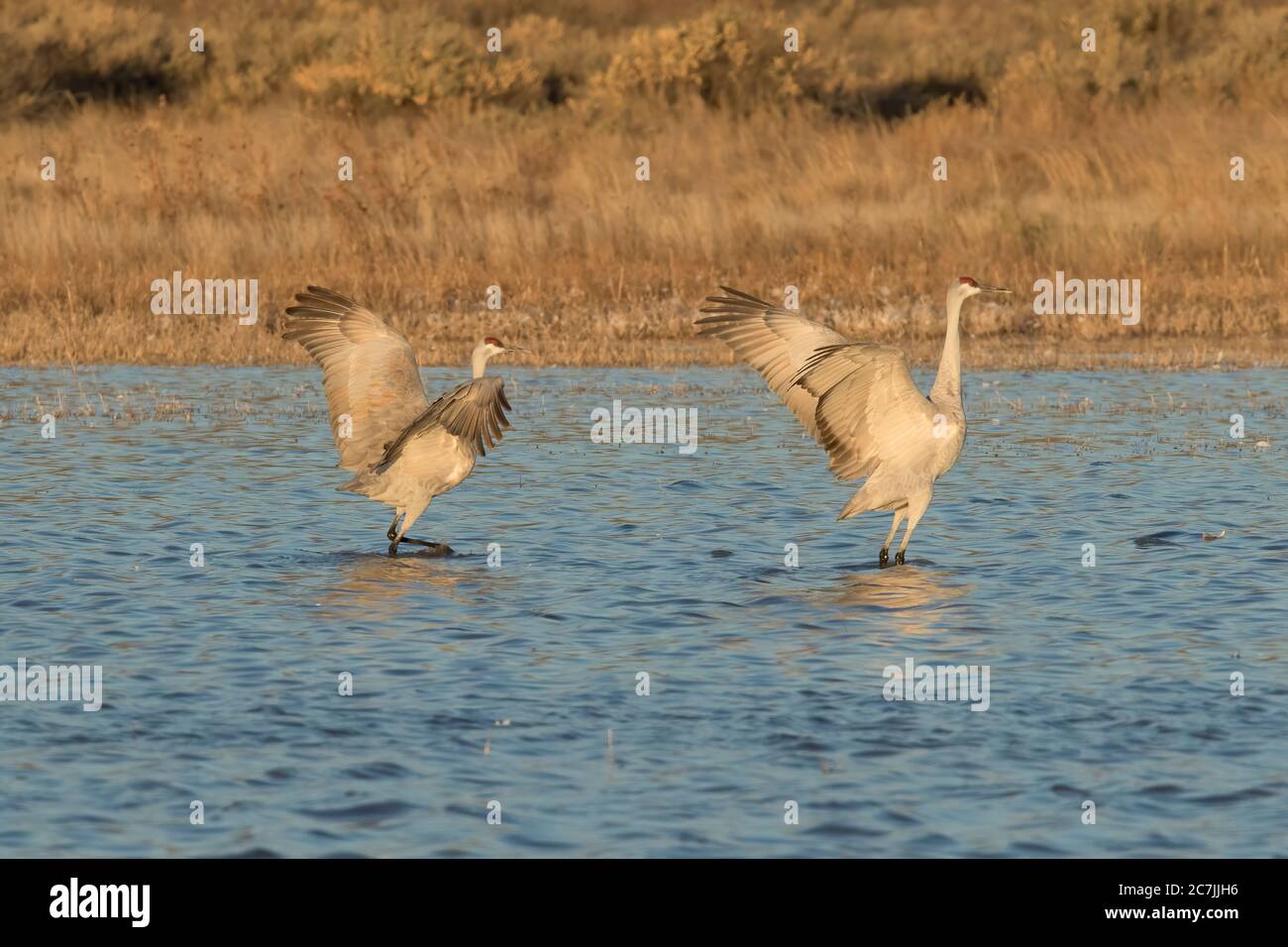 Uomini e donne Sandhill Cranes, Antigone canadensis, si impegnano in una danza di corte nel Bosque del Apache National Wildlife Refuge in New Mexico, Stati Uniti Foto Stock