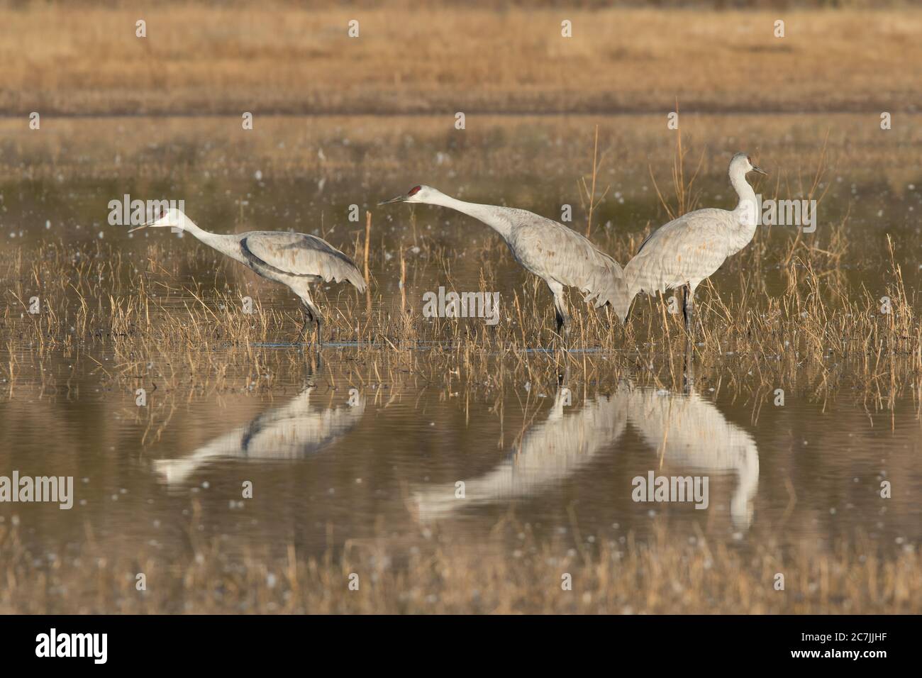 Due gru di Sandhill, Antigone canadensis, mostrano la pendenza di avanzamento pre-decollo che indica che stanno per prendere il volo. Nazione Bosque del Apache Foto Stock