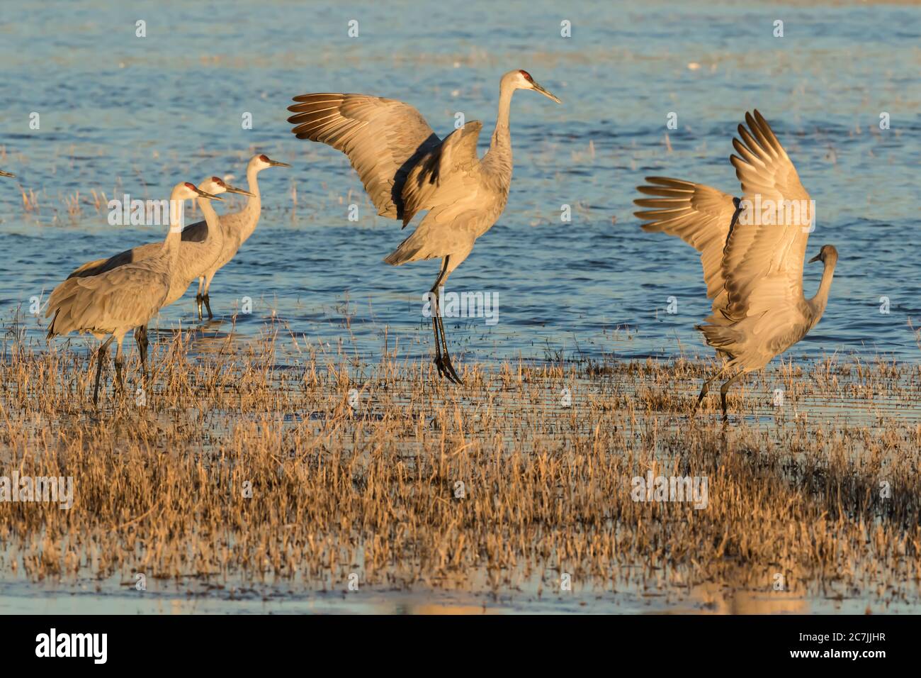 Uomini e donne Sandhill Cranes, Antigone canadensis, si impegnano in una danza di corte nel Bosque del Apache National Wildlife Refuge in New Mexico, Stati Uniti Foto Stock