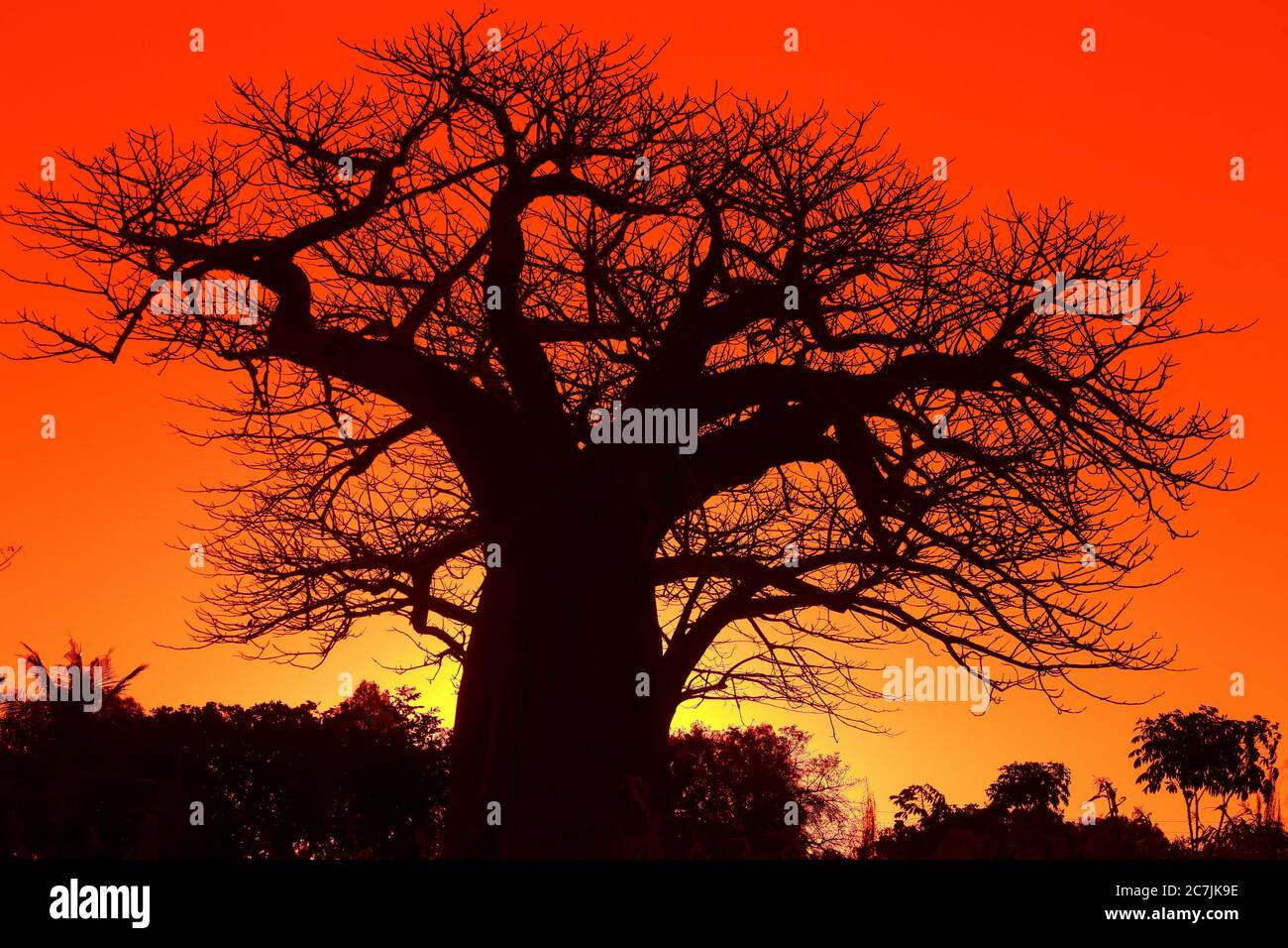 Baobab africano, alias Adansonia digitata talvolta noto come albero capovolto, Vilanculo, Mozambico, Mozambico, Africa orientale, Africa Foto Stock