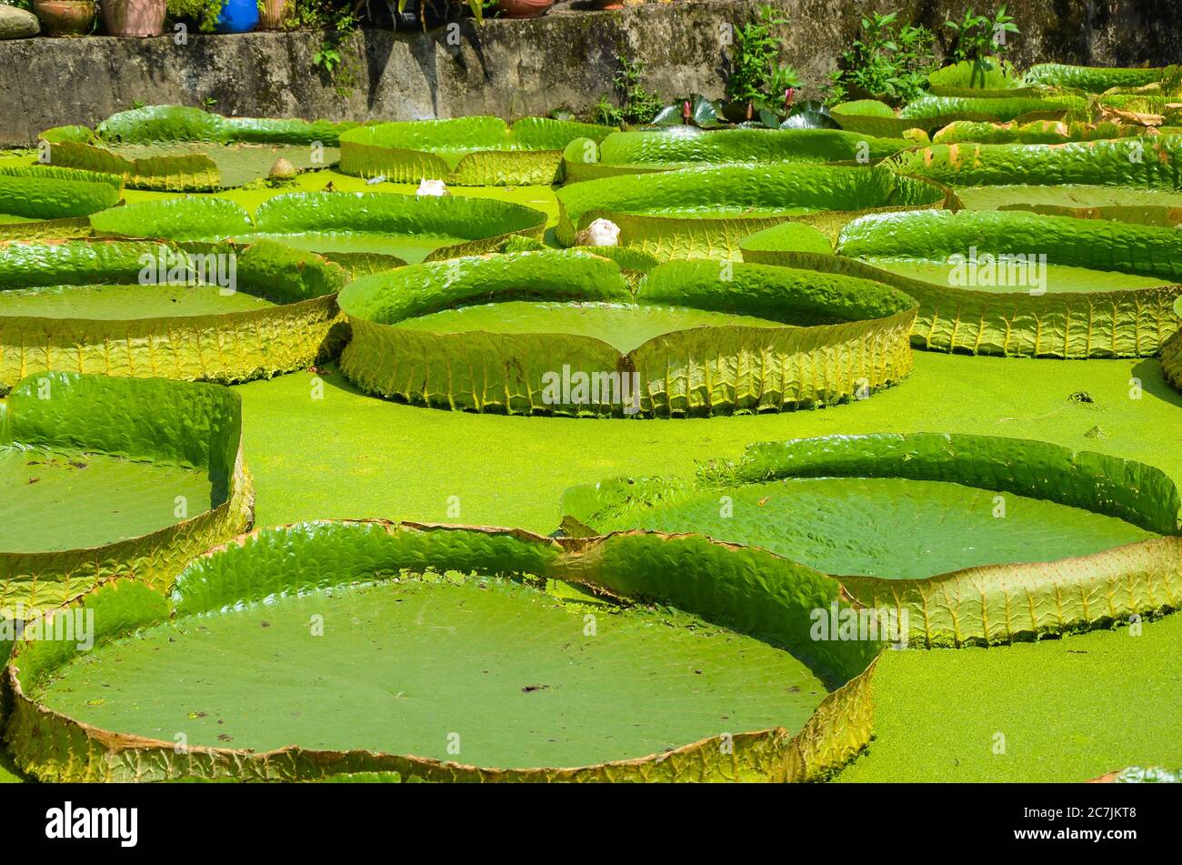 Santa Cruz Waterlily nello stagno. Foto Stock