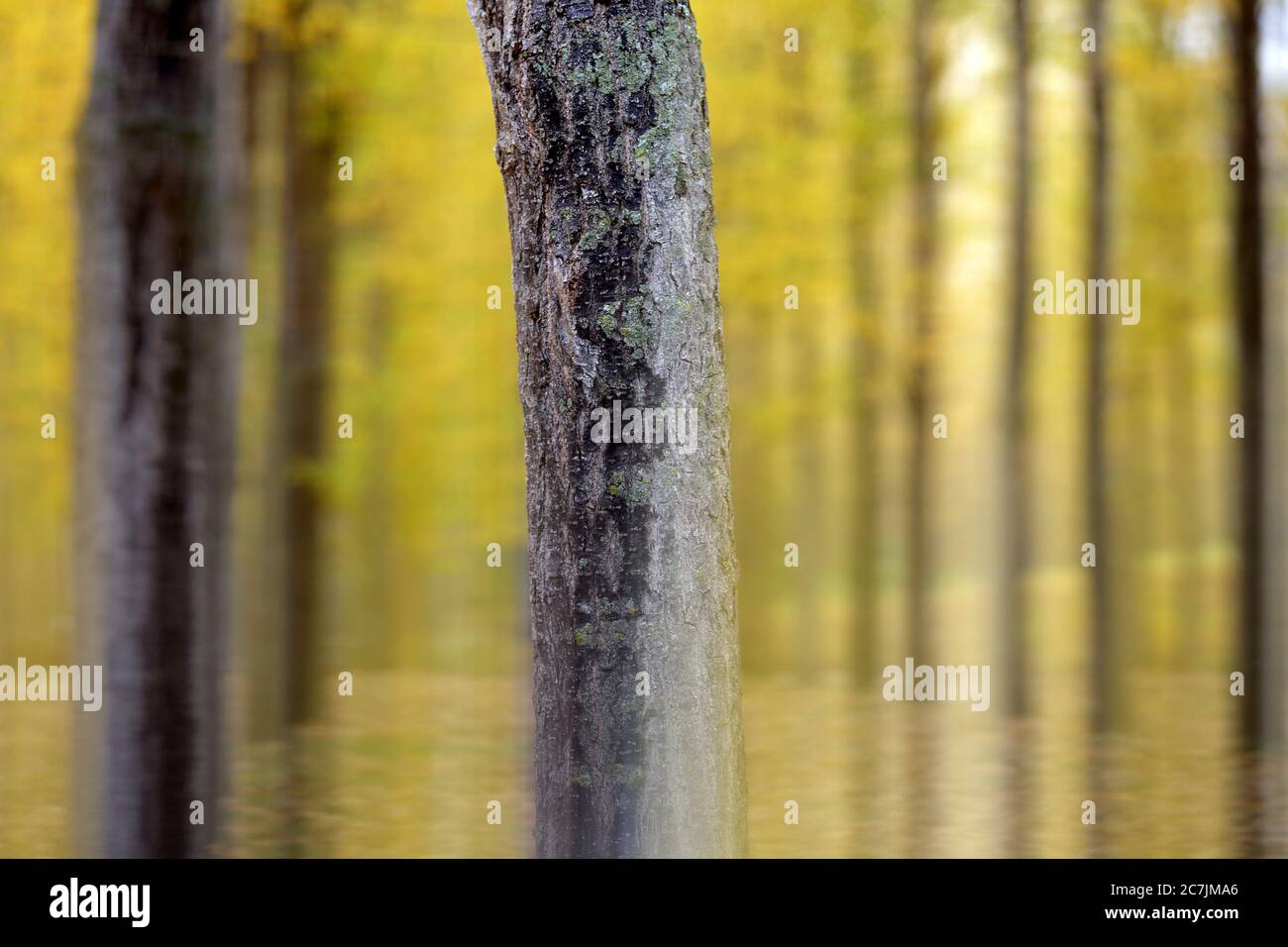 Bosco di pioppo in retroilluminazione, fotografia artistica Foto Stock